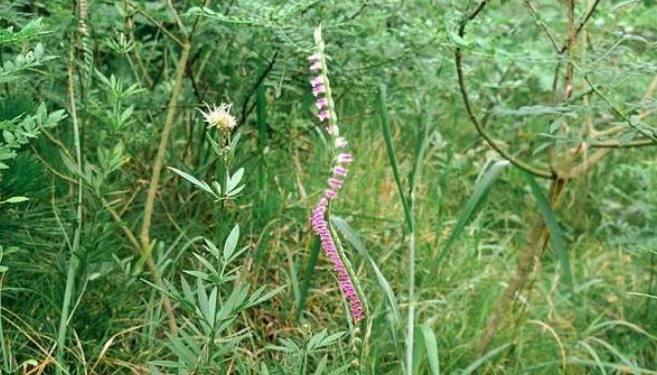 人参|此物植物叫“参”却不是人参,价值珍贵,遇见莫忽视