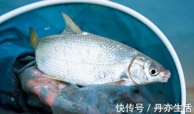 钓鱼时常用的酒米窝料,其实是可以这样生产的,制作方法简单易学