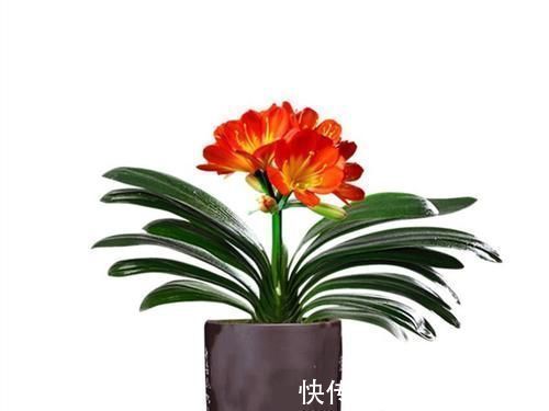 根系|养君子兰一点也不难，但不能乱养，只需掌握四点就足够了