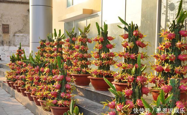 盆栽|原来这么多果树可以种在阳台上,以后再也不用买水果吃了