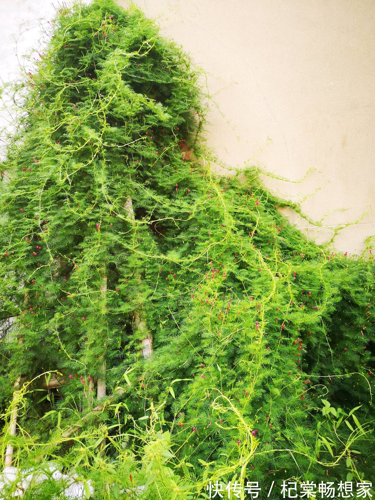 从来不管就能泛滥成灾的一年生植物，随便养就能爬满墙，开花还美