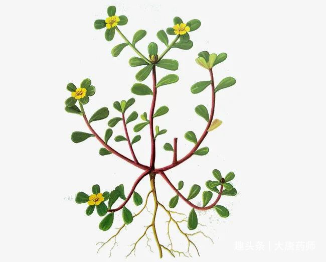 血热型|一味马齿苋，治病大功效！马齿苋的5大顶级妙用方，连中医都夸赞