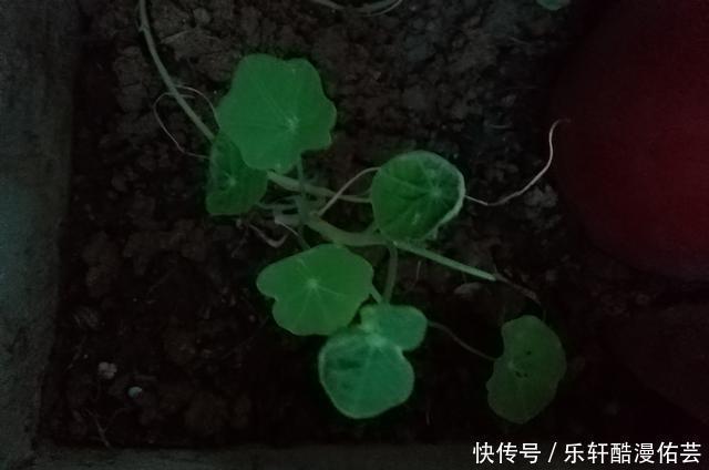 金丝荷叶花。不开花，看叶子也挺好看的