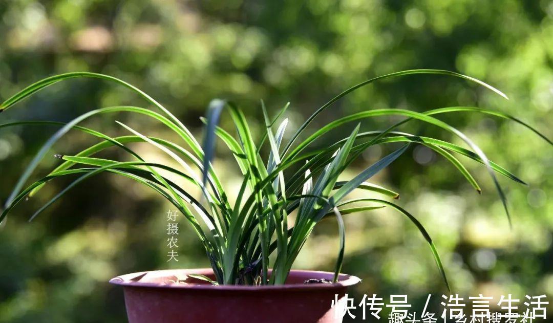 芒种|三分种、七分养，芒种时节的兰花，如何养出浓绿的叶子？