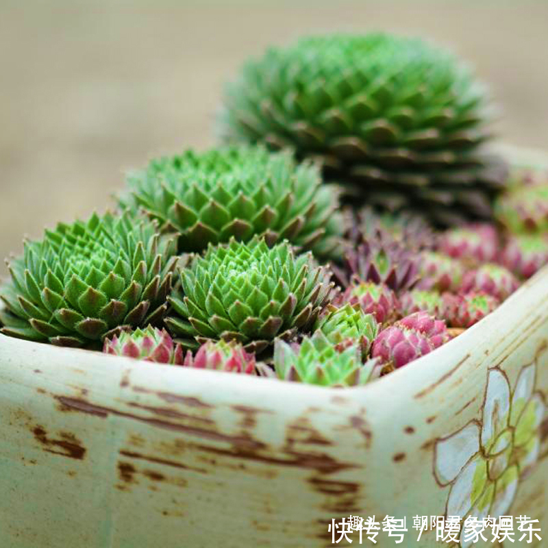 多肉植物|观音莲这样养,不用施肥,一样长满小崽