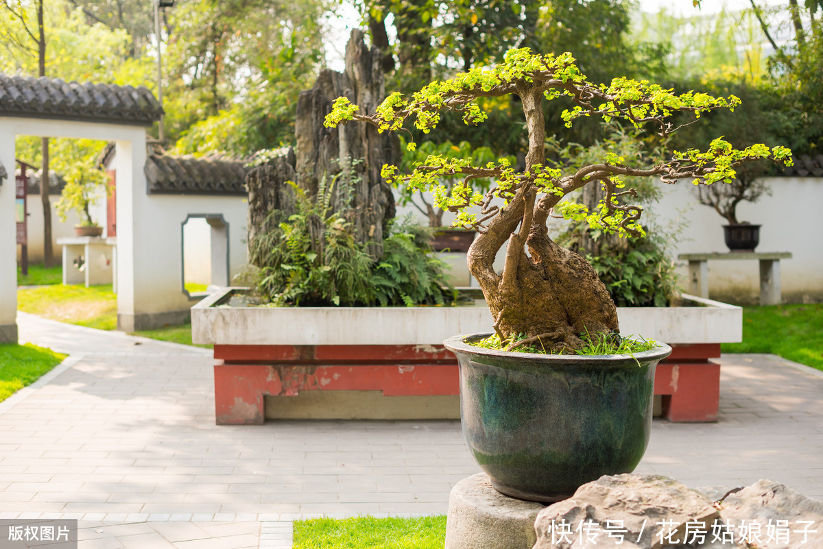 60后盆景大师的忠告,不能进的10个误区,踩中1个,白干1年