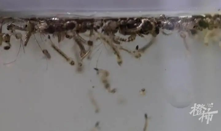 t恤|网红防蚊T恤,是智商税吗?