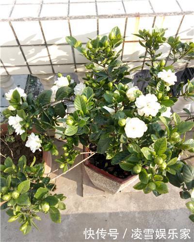 缓苗期|学会以下几招，栀子花不黄叶不掉蕾，花开满了整个枝头！
