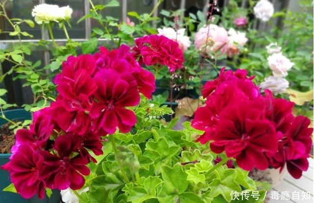 9月前后,这花必须剪一剪,不然明年没花看!