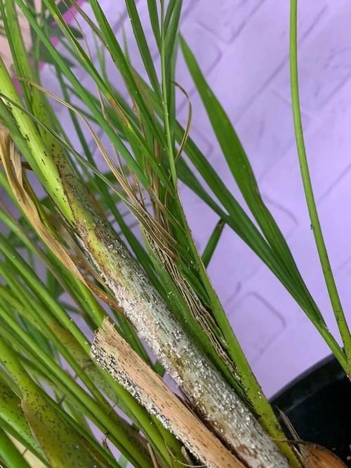 散尾葵买没几天就不断黄叶，还容易招惹害虫，真有这么难养吗？