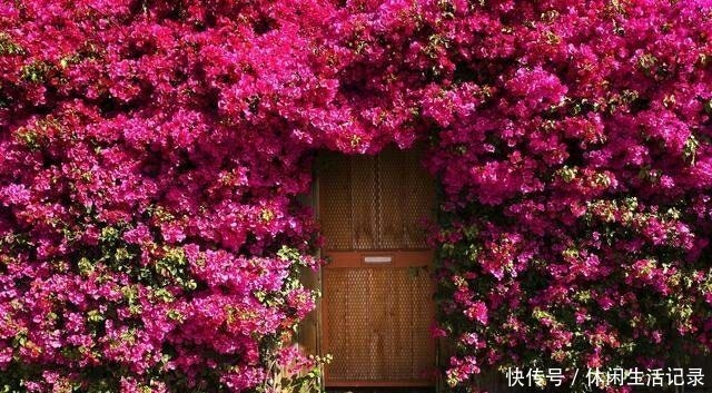 此花,春天院子里种2棵,比绿萝还好养,半年庭院变花海!