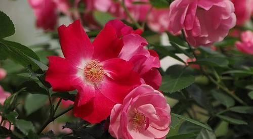 浇花|香蕉皮，作为天然有机肥，“酵一酵”养花，有这5大妙用