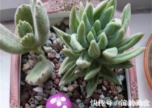 多肉半死不活，浇水也不行教你3招，吹气般的胖起来！