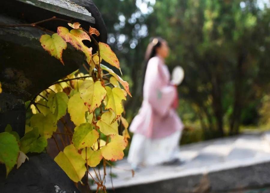 爬山虎|霜重色愈浓！蓬莱阁的爬山虎美得不像话