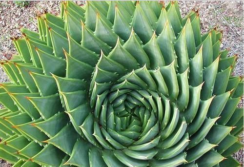 家里适合养什么花 以下几种花你家养的是哪种?