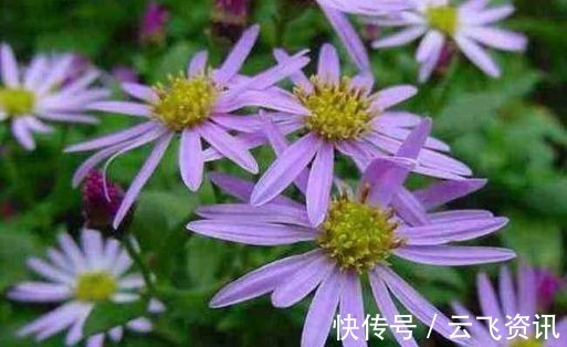 阳台养花,不妨试试此4款植物,花色艳丽灿烂无双,美观大气