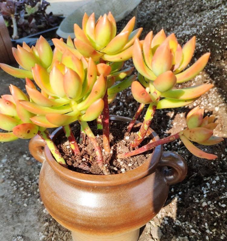 让黄丽矮矮壮壮，颜色呈橘黄色，别忘这“两步”，变更美了