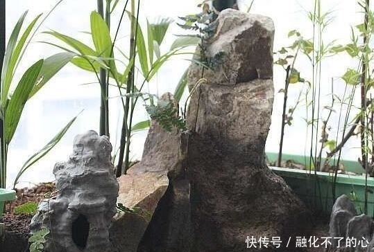 阳台|偷偷在阳台砖砌鱼池, 邻居来玩, 去物业把我投诉了