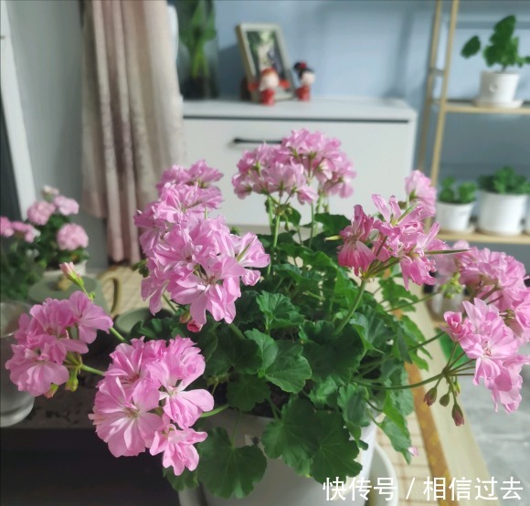 铁线莲|4种“漂亮花”，最好买小苗，2个月就开爆，比买大苗划算多啦