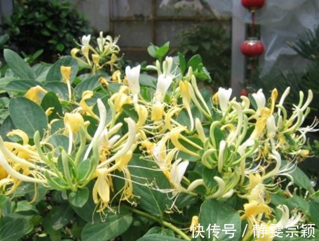 这“3种花”不仅好养、开花美，还能除螨去味，养上10盆都不够
