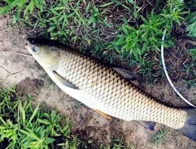 夏季垂钓如何聚鱼老钓友用这两款窝饵料,刚一下竿就有口