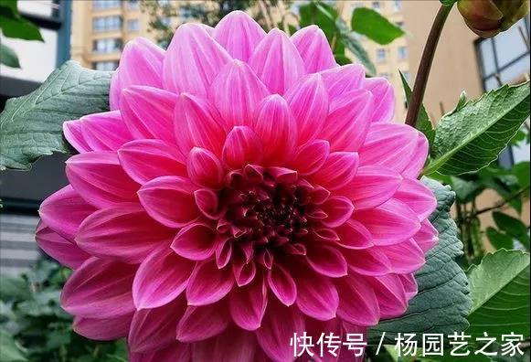 芍药|6种漂亮花，花比拳头大，家里养一棵，富贵自然来