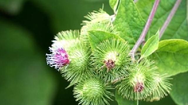 此物|此物能生紫色小果,被称“东洋参”,乡下很常见,却被人当成野草