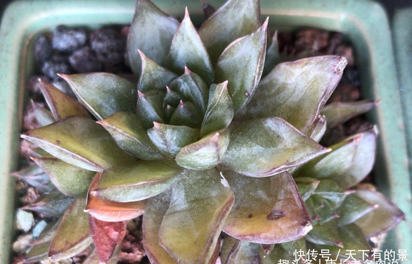 多肉叶面出现粘粘的东西?不要掉以轻心,极有可能是这四种原因