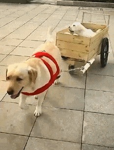 |搞笑GIF:走路玩手机后果很严重 原谅我不厚道的笑了