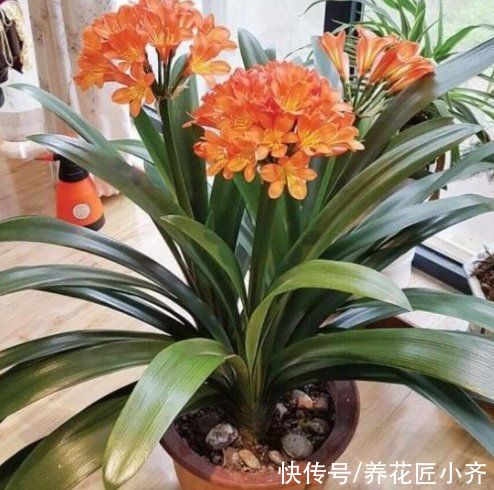 浇水|君子兰烂心怎么办？这是不可逆的，只要救治合理，就能变成群兰