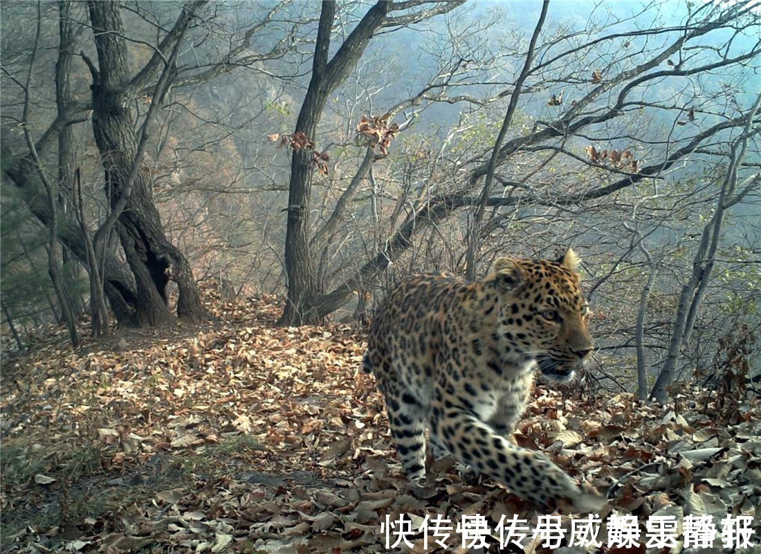 豹子|西太行山发现一只华北豹，右前肢受伤严重，可能为野猪所伤