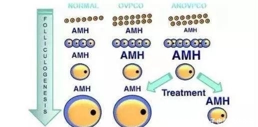 成功率|判断女性生育力的黄金指标-amh如何预知您的试管婴儿成功率