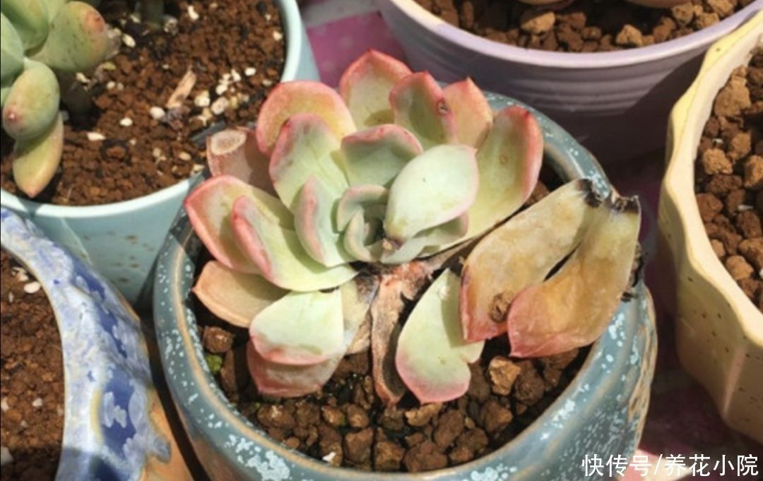 夏天|夏天多肉烂根？主要由三大原因造成，及时调整养护方法