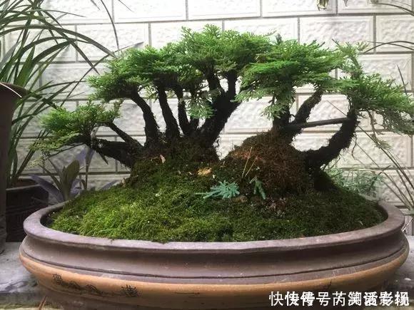 湿润|马路边常见“3种草”,养花盆里变“盆景”,好看又值钱!