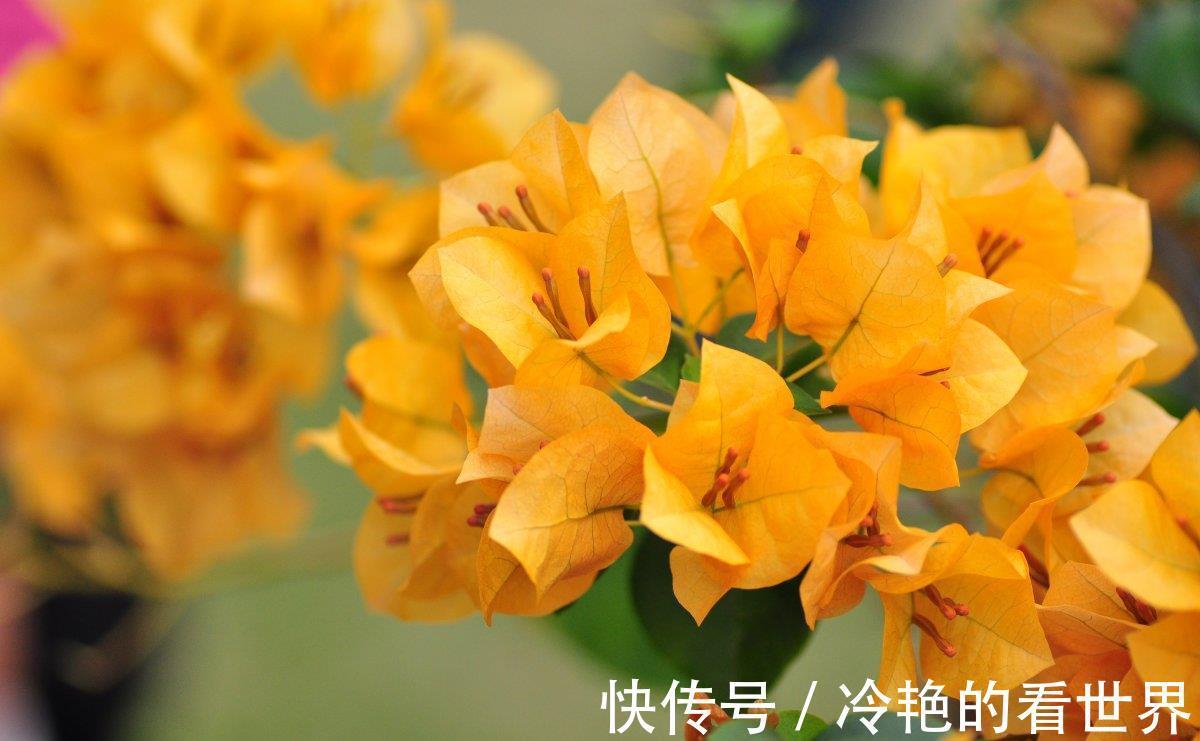 旺盛|三角梅小苗,从3点抓起,快速长成大苗,侧枝多,开花旺盛