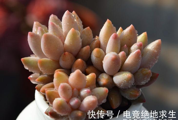 多肉红蜻蜓和蓝精灵,一个带暗纹,一个平时丑,出状态则“封神”