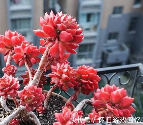 别再说蒂亚是徒神了,做到5点,简单养护变成悬崖桩