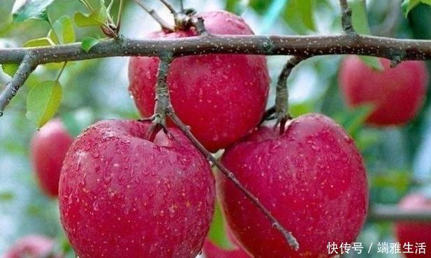 吃起來|蘋果“最佳”的2種吃法，促進(jìn)腸胃蠕動(dòng)排宿便，為健康吃起來