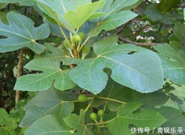 鄉(xiāng)間趣事山上一“野樹”,果子當(dāng)零食,葉子當(dāng)藥草,全身都是寶