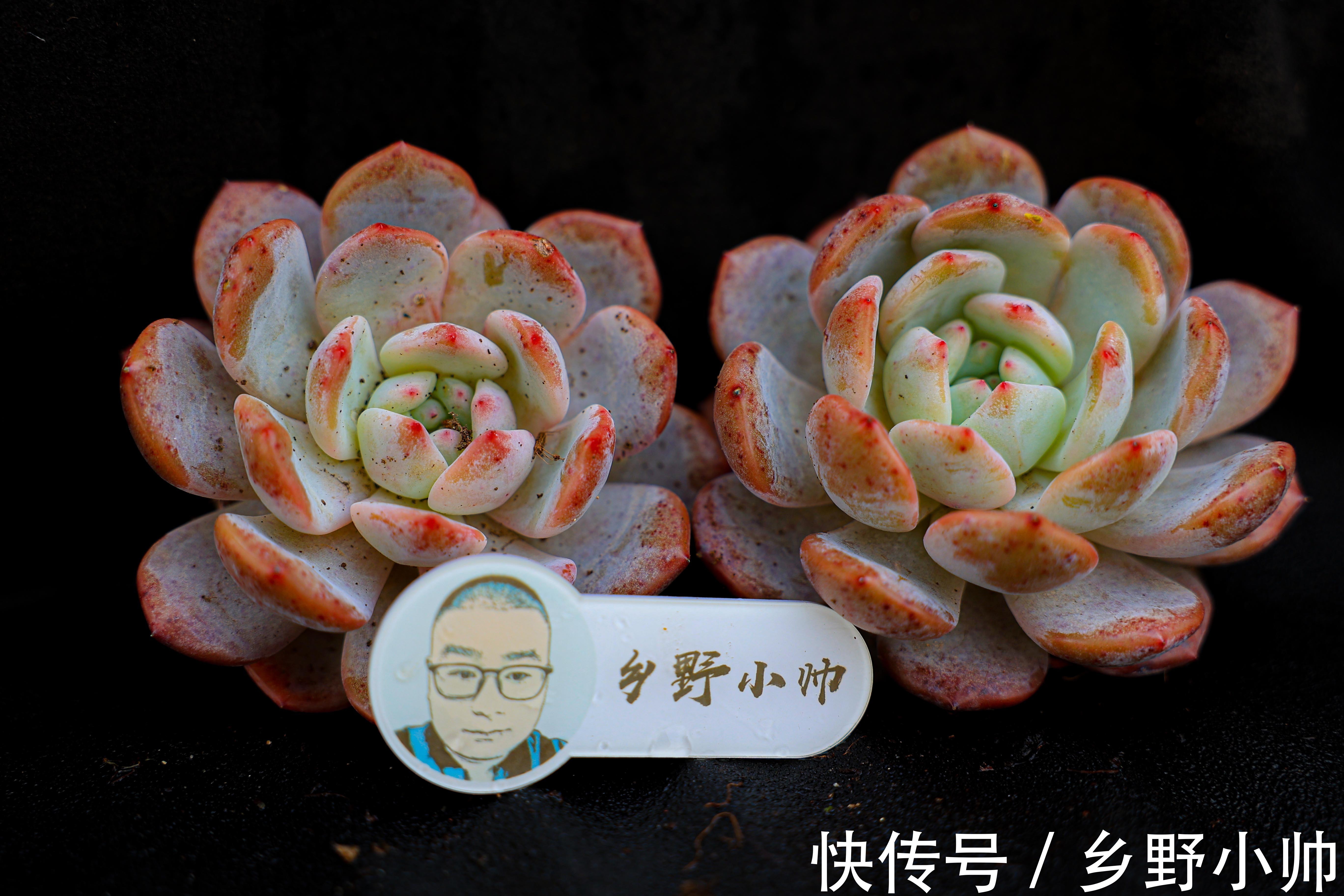 多肉叶片发软的原因有哪些？叶片发软怎么办？养护分享叶片篇