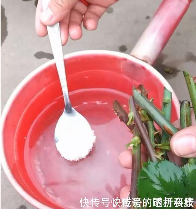 水杨酸|生根剂不用买家家都有的“小东西”，自制生根水，10天冒白根