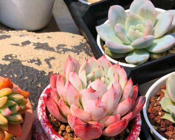 盆底垫三种东西,不怕招虫不烂根生病,养花更省事了