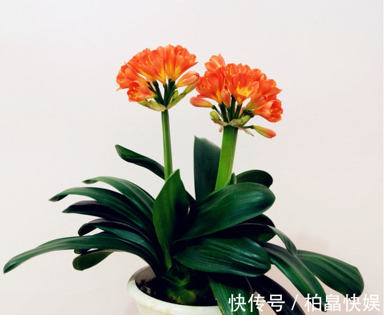 4种材料,花盆里放一点,烂根的君子兰和文竹根系爆长