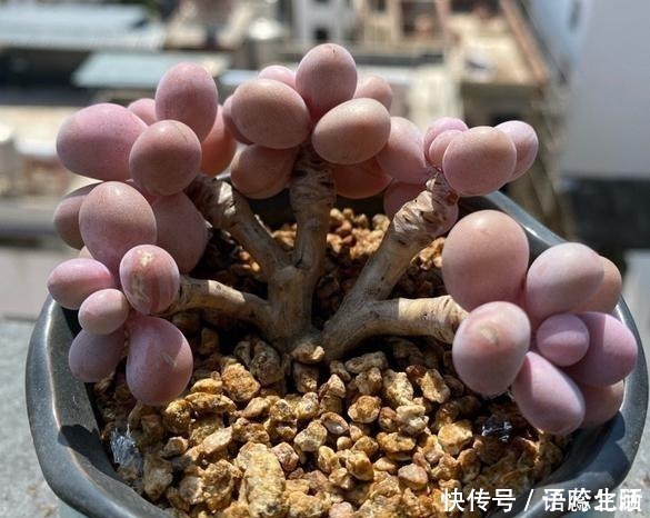 环境温度|桃蛋不但能养出老桩状态,还能把叶片控出又肥又圆的状态!