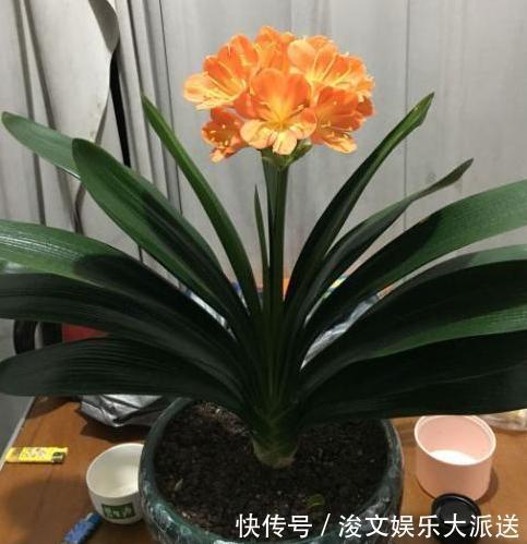 雌蕊|喜欢养花就扦插繁殖盆栽君子兰、矮牵牛,播种育苗十拿九稳