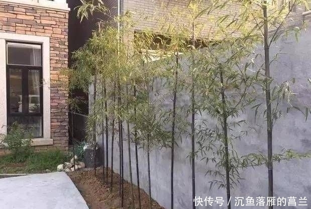 老家|晒晒老家两层小别墅,超爱一楼鱼池,谁说住农村就一定比城里差