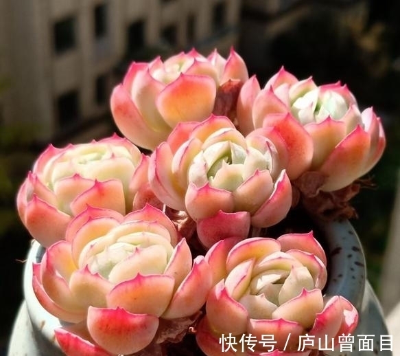 多肉贝瑞越养越好看,一朵朵像包子一样,能不喜欢吗?