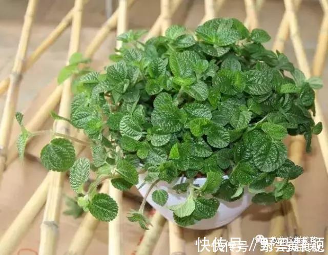 吊兰|这6种花是“天然净化器”，家中养1盆，潜伏的甲醛也会吸干净！