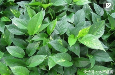 “一片小药片”养啥花都旺,比黄豆水好用10倍,花卉蹭蹭长爆盆