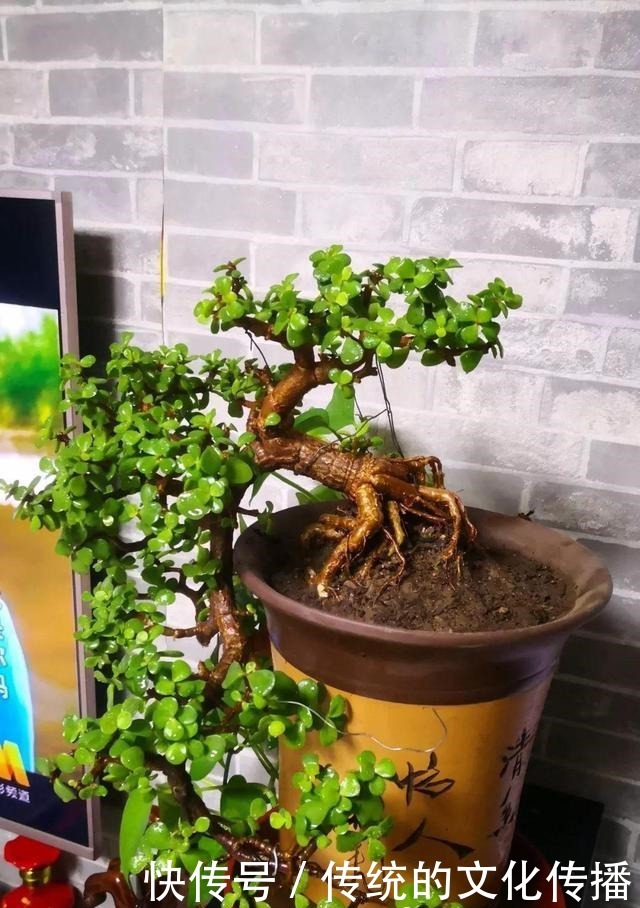 此花能当“传家宝”,一样就是几十年,老桩粗、叶子密!